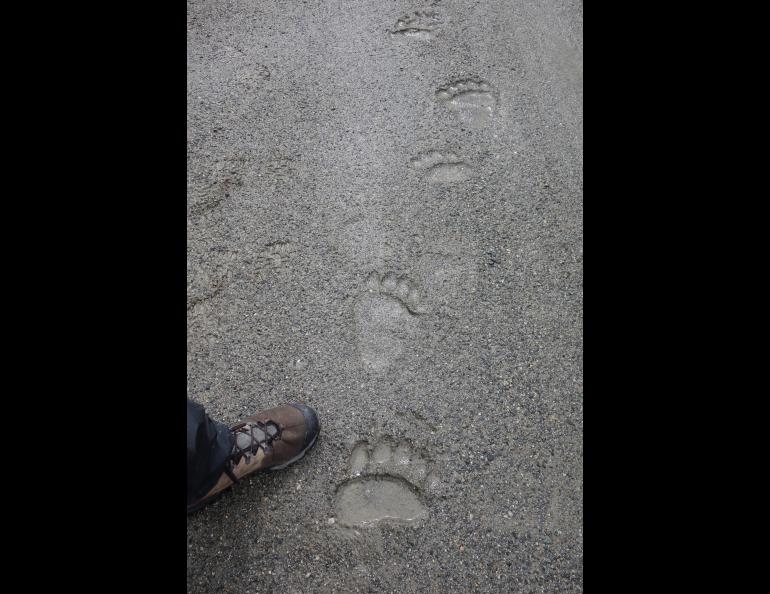 A grizzly bear track on the path of the Trans-Alaska Pipeline. Photo by Ned Rozell.