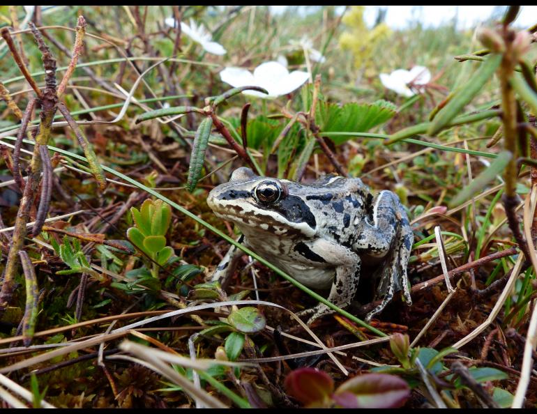 A wood frog, the only amphibian in northern Alaska. Photo by Mark Spangler.