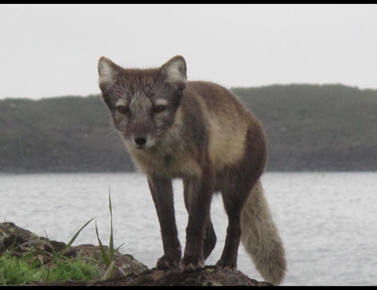 An arctic fox on St. Paul Island. photo by Ned Rozell.
