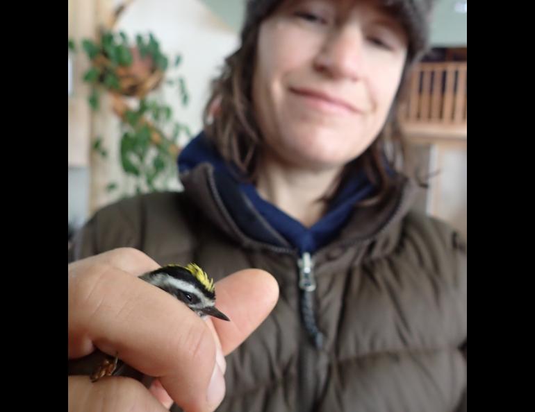 Kristen Rozell holds a golden-crowned kinglet that hit a Fairbanks window during a snowstorm. Ned Rozell photo.