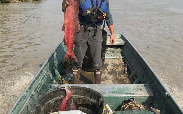Ned Rozell holds up a king salmon caught on the Tanana River, a major tributary of the Yukon, in July 2019, when some fishing was still allowed. Photo by Sam Bishop.