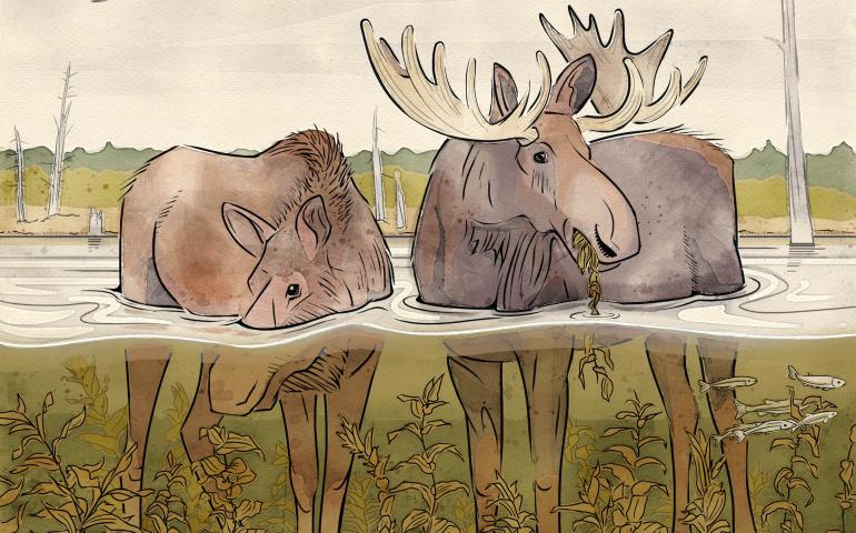 Artist Liza McElroy of Seward, Alaska, recently sketched two moose in their summertime aquatic environment to illustrate this story.