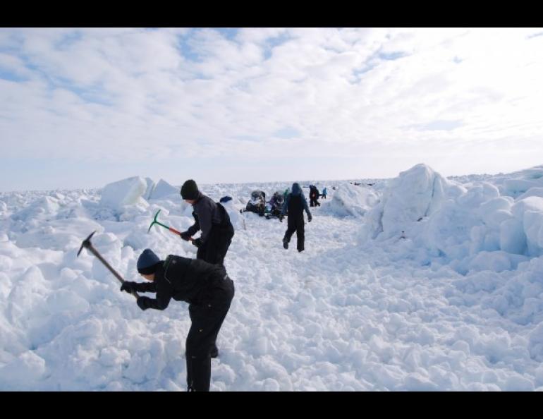 Barrow residents build a trail through the sea ice. UAF photo by Dyre Oliver Dammann.