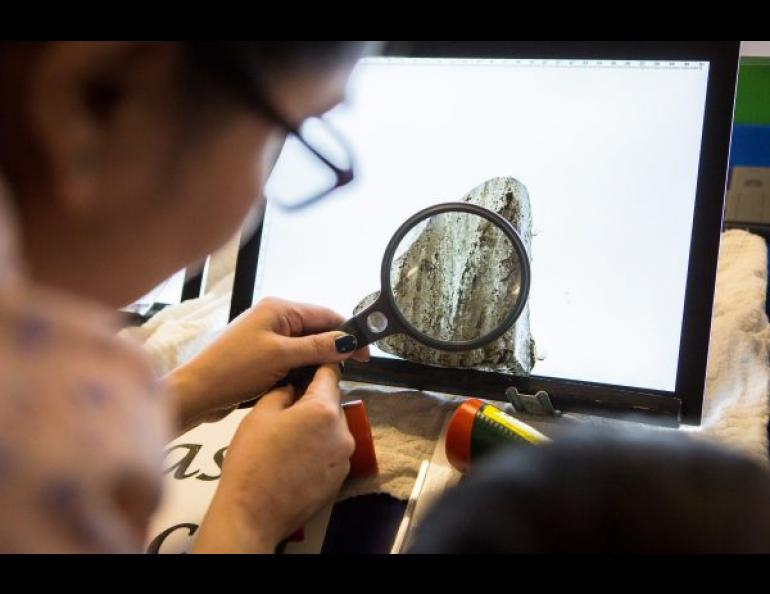 An Allakaket resident uses a magnifying glass to examine an image of a 30,000-year-old ice wedge in 2016 during a permafrost outreach project created by the Geophysical Institute. UAF photo by JR Ancheta.