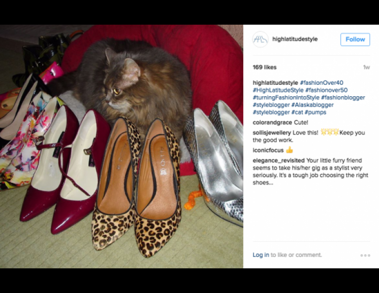 A post on the High Latitude Style Instagram account shows a cat posing next to a collection of pumps. Photo courtesy Nicole Mölders.