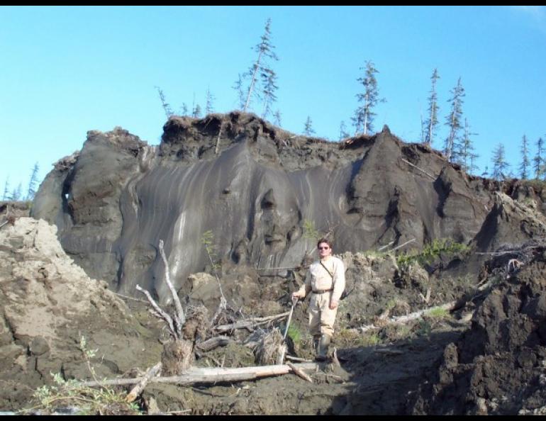 Vladimir Romanovsky in front of huge ice wedges in permafrost on an Arctic riverbank. Photo by Sergey Davydov.