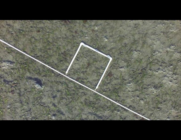 This quadrat made of PVC pipes lies on a sea grass-covered beach. An unmanned aircraft’s camera photographed it. Photo courtesy of ACUASI.