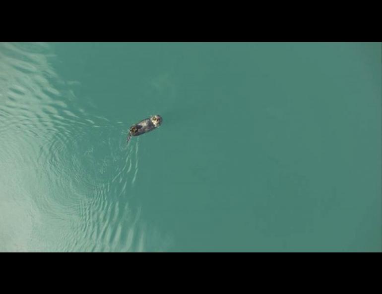 A sea otter munches a snack in this photo taken with a camera on an Aeryon Scout unmanned aircraft. Photo courtesy of ACUASI.