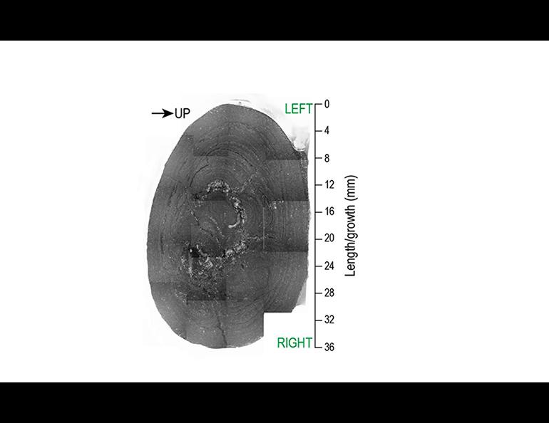 This scanned image of a slice of the Pacific Ocean nodule reveals the nodule’s growth rings. Photo courtesy of Gunther Kletetschka