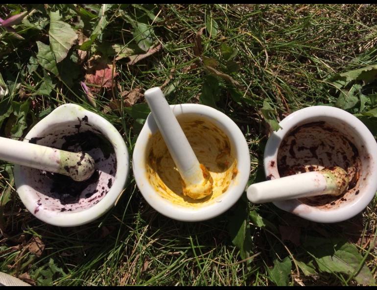 Mortars and pestles hold the remnants of pulverized plants and flowers found on the University of Alaska Fairbanks Troth Yeddha’ Campus. Photo by Perrin Teal Sullivan