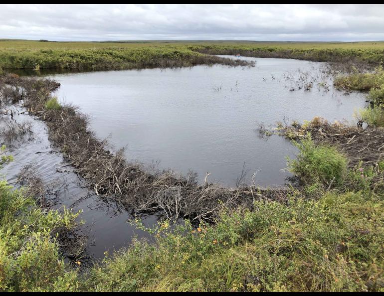 A recently created beaver dam creates a pond on the Baldwin Peninsula near Kotzebue, Alaska, in August 2022. A beaver lodge sits on the pond edge to the right. Photo by Ken Tape.
