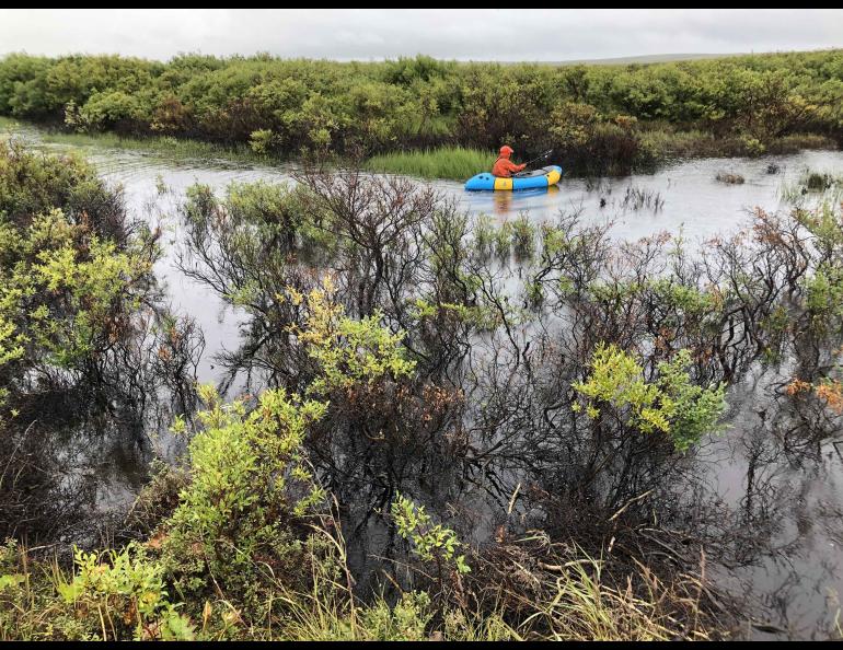 Ph.D. student Sebastian Zavoico uses a packraft and sonar to map the bottom of a new beaver pond on the Baldwin Peninsula near Kotzebue, Alaska, in August 2022. The shrubs had only recently been submerged, indicating the pond was new. Photo by Ken Tape.