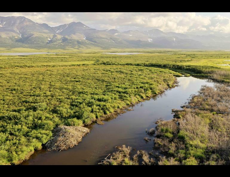 A beaver lodge sits next to a pond in a drainage near Pilgrim Hot Springs on the central Seward Peninsula of Alaska in August 2021. Photo by Ken Tape.