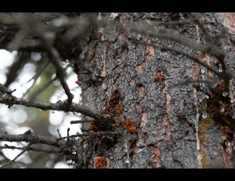 A heavy beetle infestation in this spruce tree is revealed by holes in the bark and orange and brown clumps of boring dust. Photo by Yuan Tian