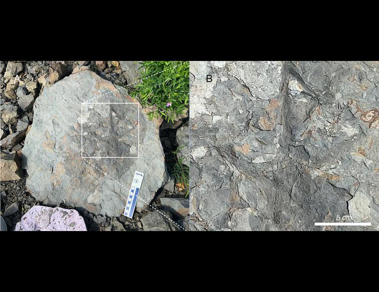 A photograph made during fieldwork along the Yukon River in central Alaska in 2023 shows the four-toed track. Photo courtesy of Anthony Fiorillo