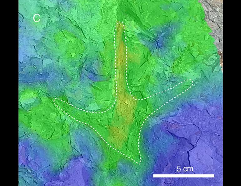 A heat map shows the general morphology of the four-toed fossil track. Photo courtesy of Anthony Fiorillo