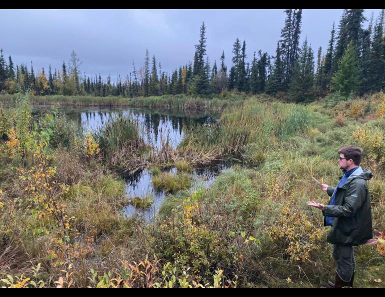 : Thaw-driven subsidence can lead to thermokarst and formation of thermokarst ponds and thaw ponds. UAF Ph.D. student Nick Hasson looks at a thaw pond just north of the University of Alaska Fairbanks main campus. It is forming in an area underlain by massive ice wedges. Photo by Louise Farquharson