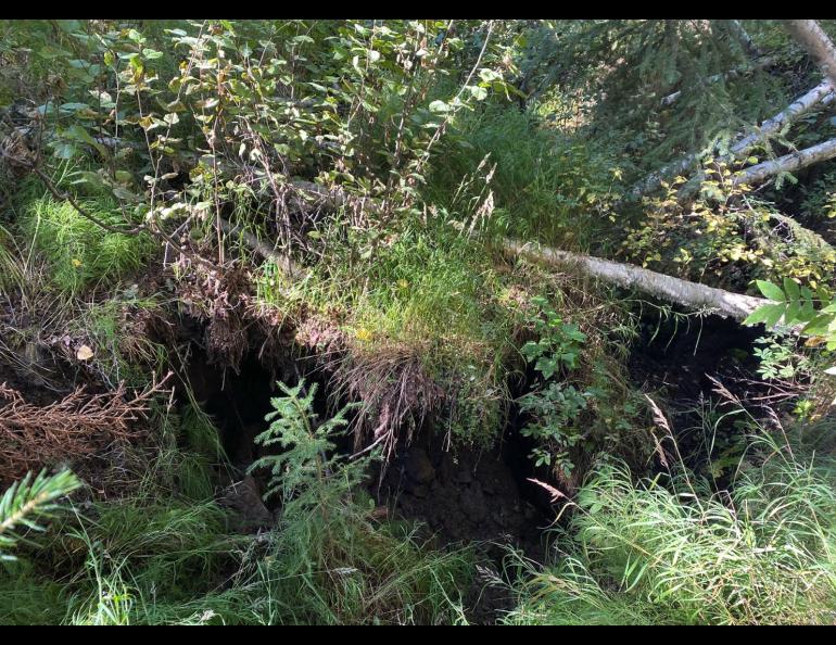 Thaw-driven subsidence can lead to thermokarst. If this occurs on a slope, it can lead to the formation of a gully like this one north of Old Murphy Dome Road in Fairbanks. This gully is forming an area underlain by massive ice wedges. Photo by Louise Farquharson