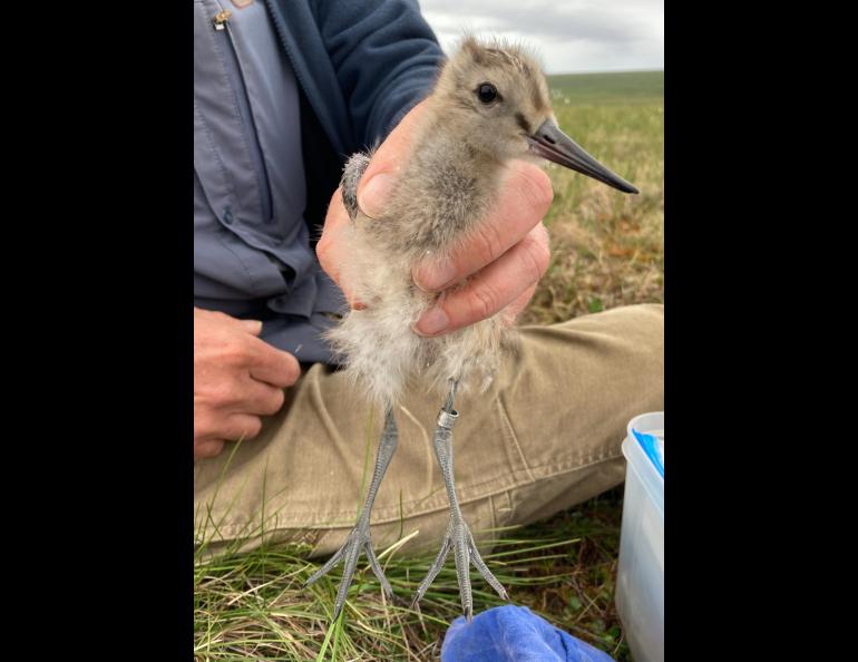 Scientist Jesse Conklin holds a bar-tailed godwit chick not far from Nome. This was about a month before the bird embarked on an 8,425-mile nonstop flight to Tasmania that took 11 days without rest. Photo by Dan Ruthrauff.