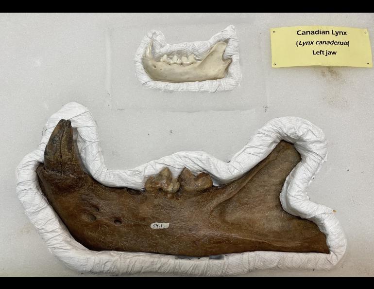 An American lion jawbone found in the Yukon Territory is displayed next to a lynx jawbone in the Yukon-Beringia Interpretive Centre in Whitehorse, Yukon. Photo by Ned Rozell.