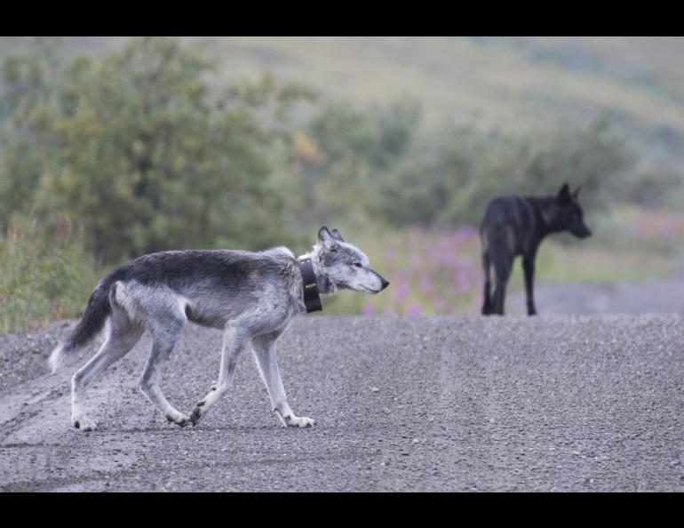 Riley the wolf on the Denali Park Road with one of her packmates in 2017. National Park Service photo.