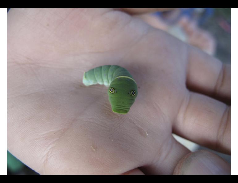 A caterpillar with false eyes rears up on the hand of Alaska visitor Garrett Ast. Photo by Ned Rozell.