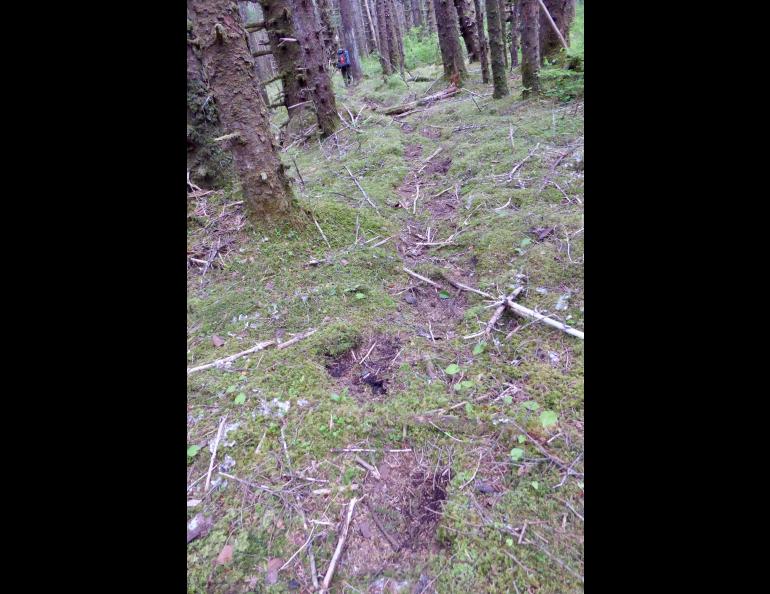 Researchers follow a grizzly bear trail in the forest just off the Lost Coast of Southeast Alaska, north of Lituya Bay. Photo by Ned Rozell.