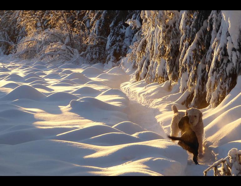 Two dogs greet each other Jan. 7, 2022, when the temperature was minus 22F and the sun set before 5 p.m. Photo by Ned Rozell.