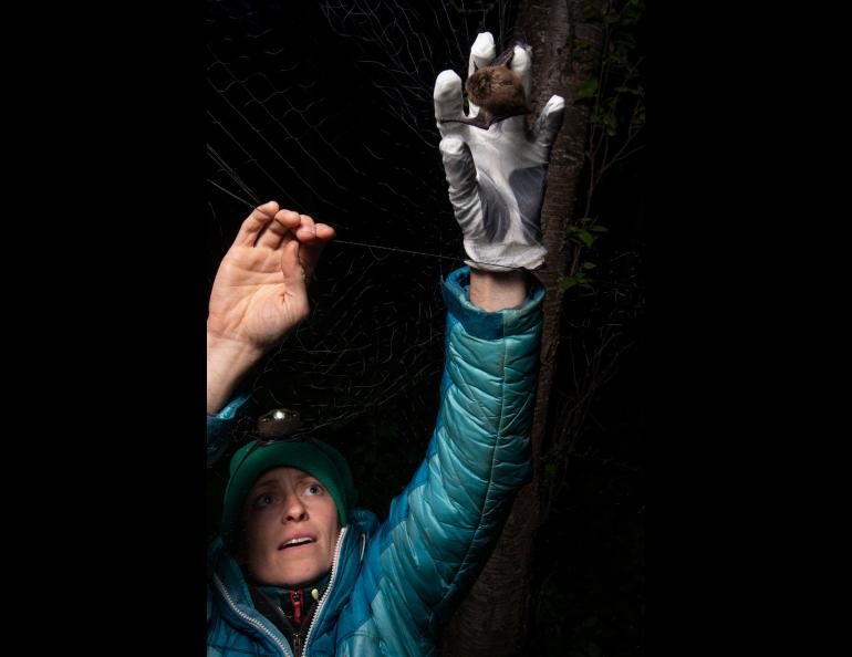 Biologist Jesika Reimer removes a little brown bat from a mist net on Joint Base Elmendorf-Richardson in 2018. Photo by James Evans, University of Alaska Anchorage. 