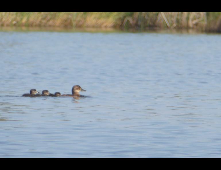 A brood of ruddy ducks in Yukon Flats National Wildlife Refuge in summer 2018. Photo by Michelle Lake, USFWS.