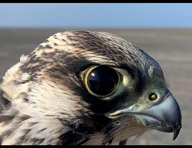 A male peregrine falcon that hatched in 2023 looks at the biologist who captured him on South Padre Island in Texas in late 2023. Photo courtesy Padre Island Peregrine Falcon Survey.