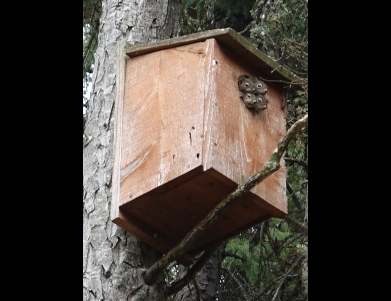 Four red squirrels poke their heads from a boreal owl box in May 2024. Photo by Ned Rozell.