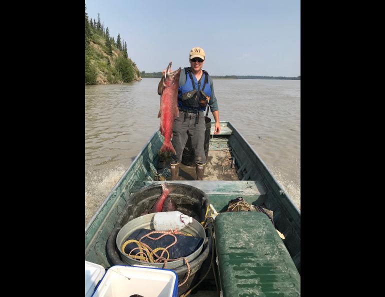 Ned Rozell holds up a king salmon caught on the Tanana River, a major tributary of the Yukon, in July 2019, when some fishing was still allowed. Photo by Sam Bishop.