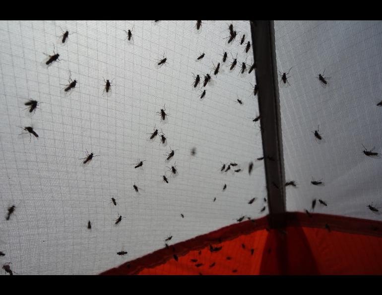 Insects like these flies clinging to a tent seem to be in ample supply in Alaska’s boreal forest. Photo by Ned Rozell.