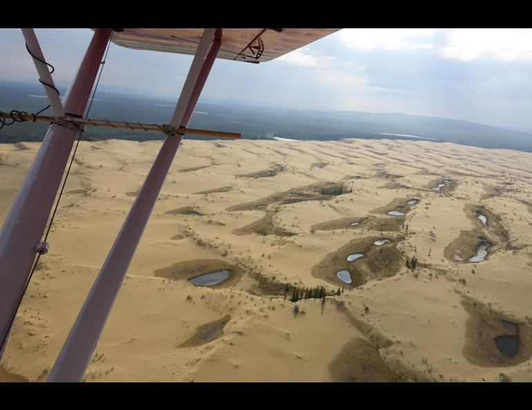 The Nogahabara Dunes, 35 miles west of Huslia, are pocked with oases that sometimes include spruce trees and wood frogs. Photo by Ned Rozell.