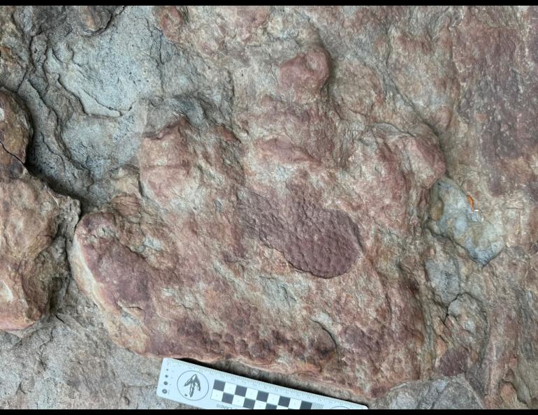 A dinosaur, possibly an ankylosaur, left this footprint with skin impression on the upper Colville River from 90 million to 100 million years ago. Photo by Patrick Druckenmiller, UA Museum of the North.