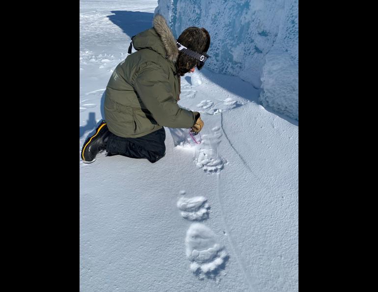 polar bear paw print in snow