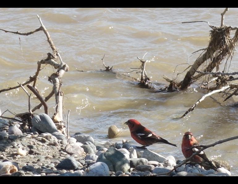 A pair of male white-winged crossbills drink from Jarvis Creek in Alaska. Photo by Ned Rozell.