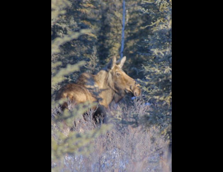  A cow moose browses willows near Bonanza Creek, southwest of Fairbanks. Geophysical Institute photo. 