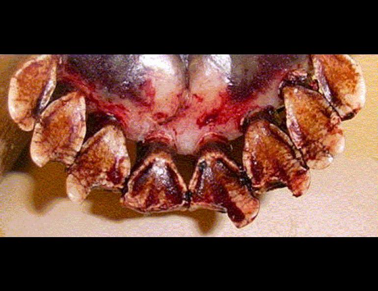  The lower jaw of a moose harvested on the Seward Peninsula. Broken and pitted teeth on the area’s moose have biologists wondering of a possible cause. Photo courtesy of Alaska Department of Fish and Game, Nome. 