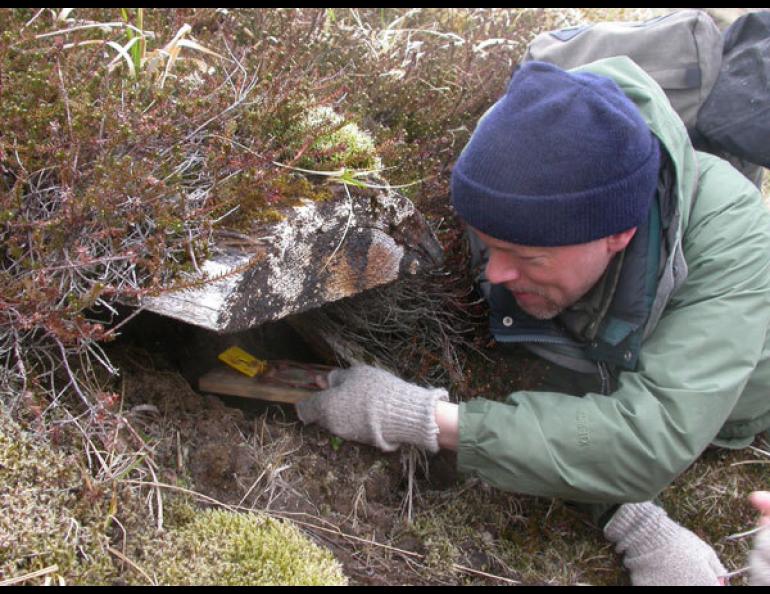  Biologist Ian Jones of Memorial University in Newfoundland places a rattrap on Kiska island in the Aleutians. Jones is studying interactions between one of the world’s great seabird colonies and rats that prey on the birds. Ned Rozell photo. 