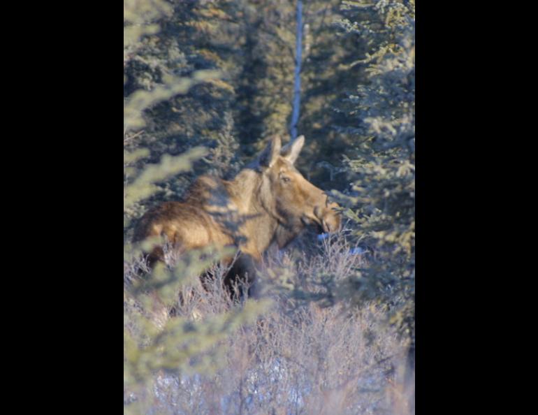 Ned Rozell photo: A moose’s nose includes a unique adaptation for underwater feeding--nostrils that close when it dips its head underwater.