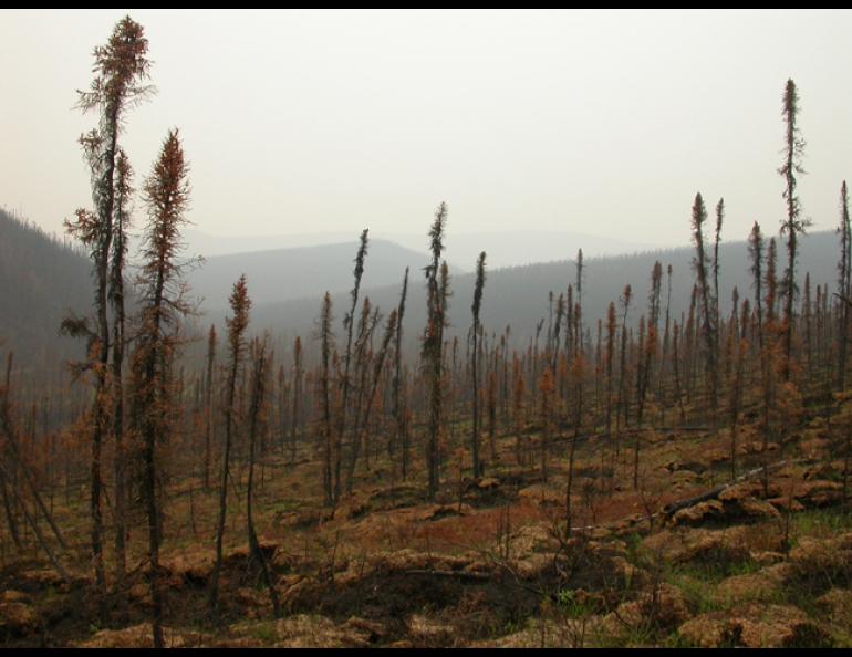  These black spruce in Cripple Creek off the Steese Highway were within the 6.72 million acres of Alaska that burned in 2004. Ned Rozell photo. 