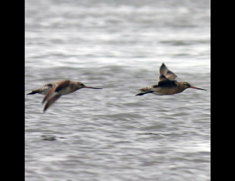  Two juvenile bar-tailed godwits with heavy loads of fat fly over the central Yukon River delta on September 8, 2004. The birds were soon to start a migration to New Zealand or Australia during which they might not land to feed during a five or six-day trip. Photo by Bob Gill. 