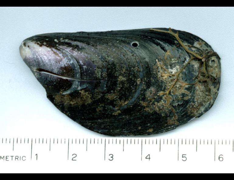 A mussel shell with a drill hole from a predatory snail picked up on a beach at Barrow in 1995. Dave Norton photo.