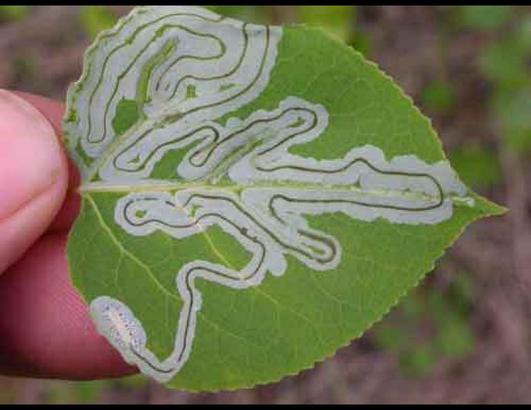  The telltale tracks of the aspen leaf miner larvae. Ned Rozell photo 