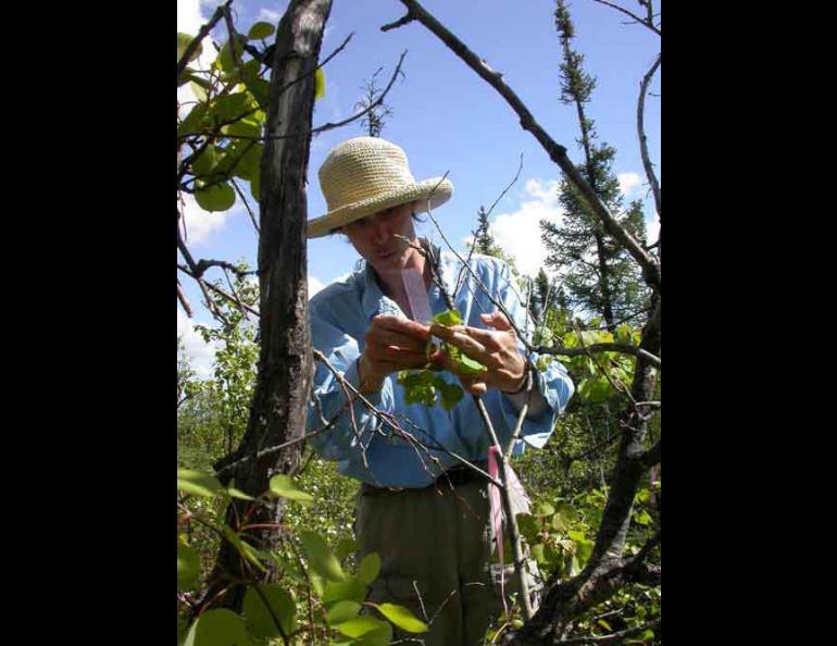  Ecologist Diane Wagner measures an aspen tree on Ester Dome near Fairbanks. Ned Rozell photo 