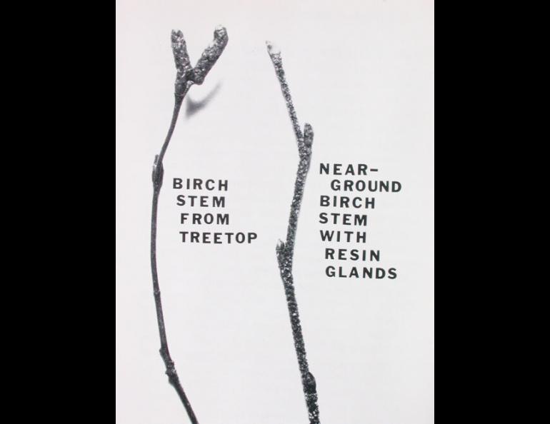  Birch stems that grow close to the ground have resin glands that discourage snowshoe hares from eating them. photo from Alaska Science Nuggets, Neil Davis. 