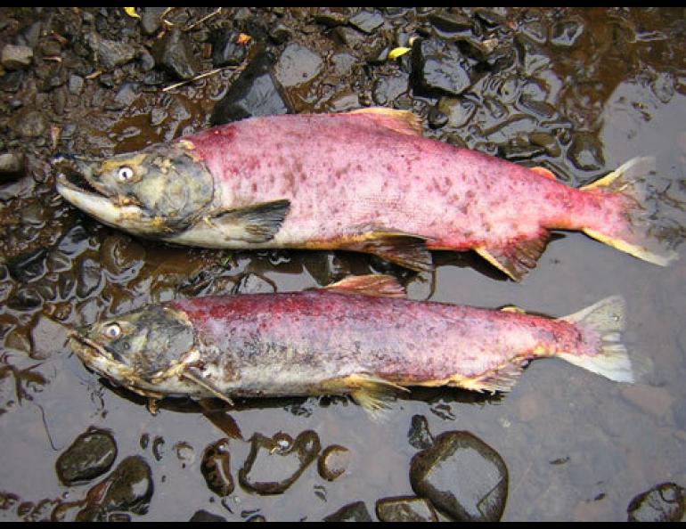  Male (top) and female sockeye salmon at the ends of three-to-five year lives that concluded in Yako Creek, north of Dillingham. Stephanie Carlson photo. 