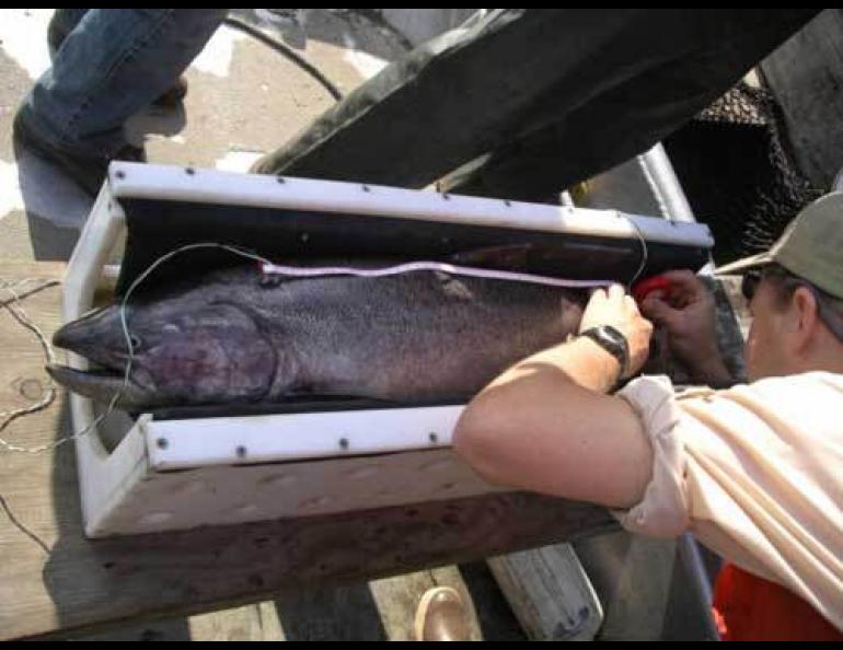  A technician tests a method for electrically checking the fat content of a king salmon on a dead fish from the Yukon River. photo by Joe Margraf. 